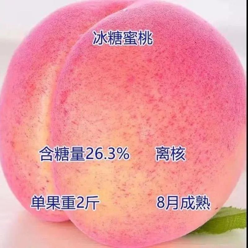 沂蒙映霜红桃苗嫁接山东水蜜桃晚熟品种特大脆甜桃子果树苗木