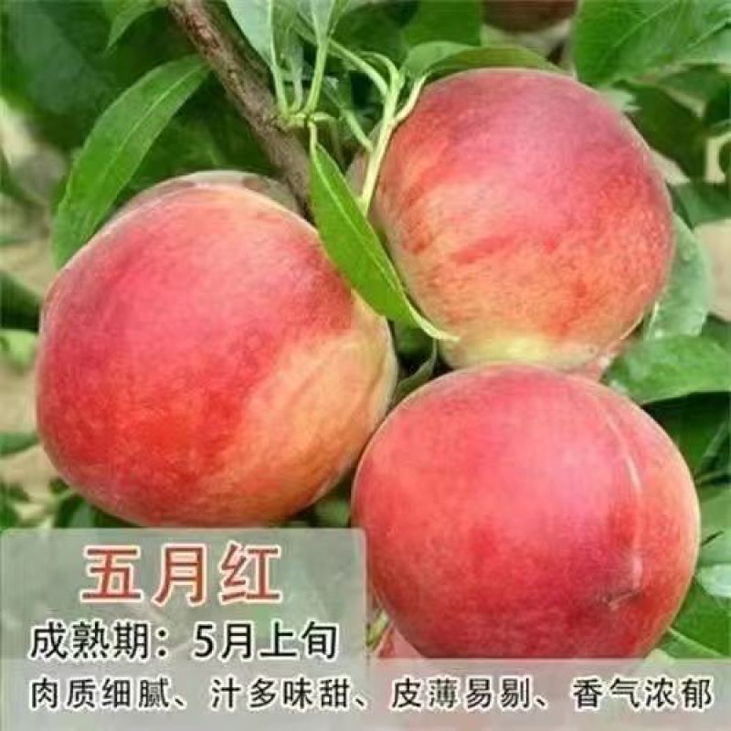 沂蒙映霜红桃苗嫁接山东水蜜桃晚熟品种特大脆甜桃子果树苗木