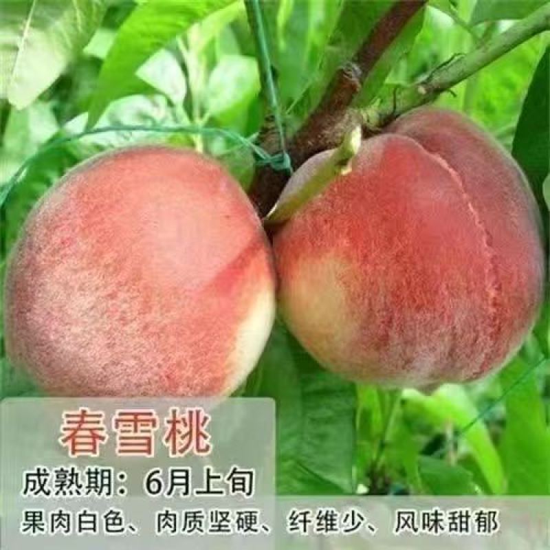 沂蒙映霜红桃苗嫁接山东水蜜桃晚熟品种特大脆甜桃子果树苗木
