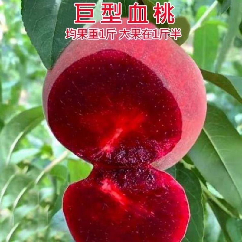 沂蒙映霜红桃苗嫁接山东水蜜桃晚熟品种特大脆甜桃子果树苗木