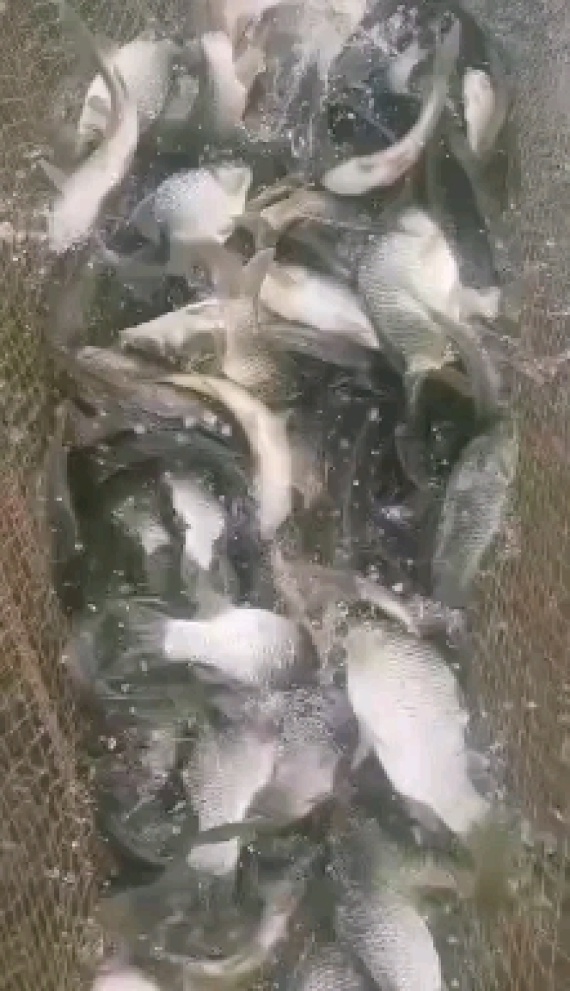 精品垂钓银鲫中科三号中科五号供钓场，原塘口鲫鱼皮毛光亮