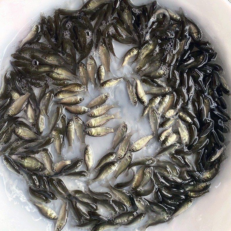 精品垂钓银鲫中科三号中科五号供钓场，原塘口鲫鱼皮毛光亮
