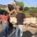 卫矛苗卫矛树苗庭院绿化绿篱耐寒耐热四季常青园林工程绿化苗