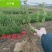 卫矛苗卫矛树苗庭院绿化绿篱耐寒耐热四季常青园林工程绿化苗