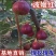 无花果树大小规格都有