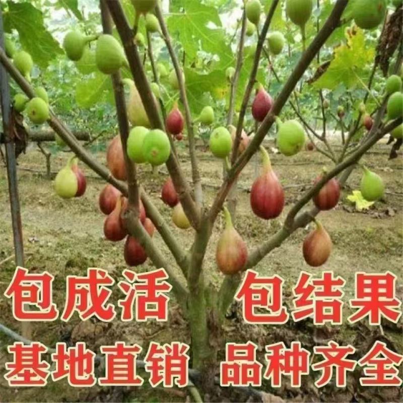 无花果树大小规格都有