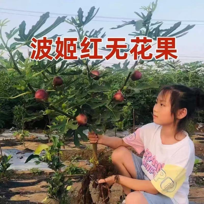 无花果树大小规格都有