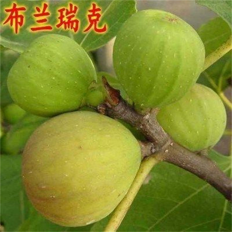 无花果树大小规格都有