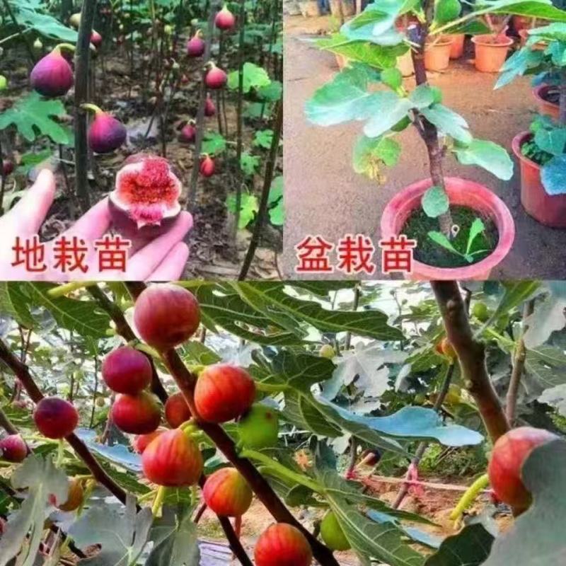 无花果树大小规格都有