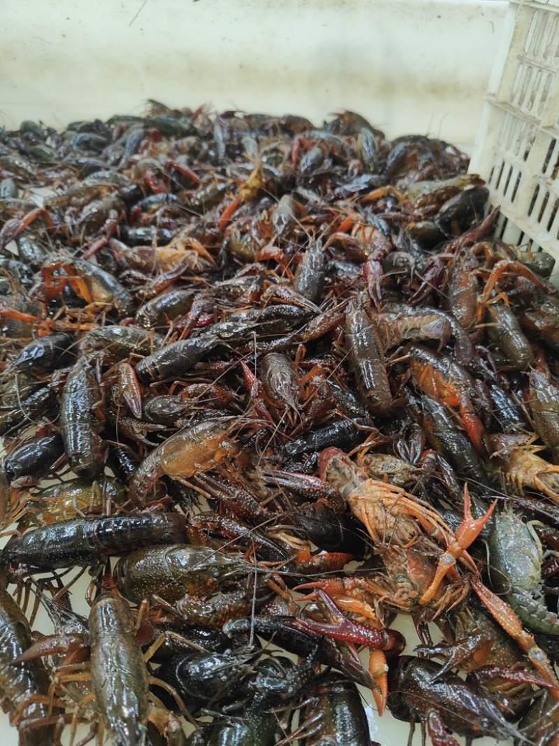 小龙虾