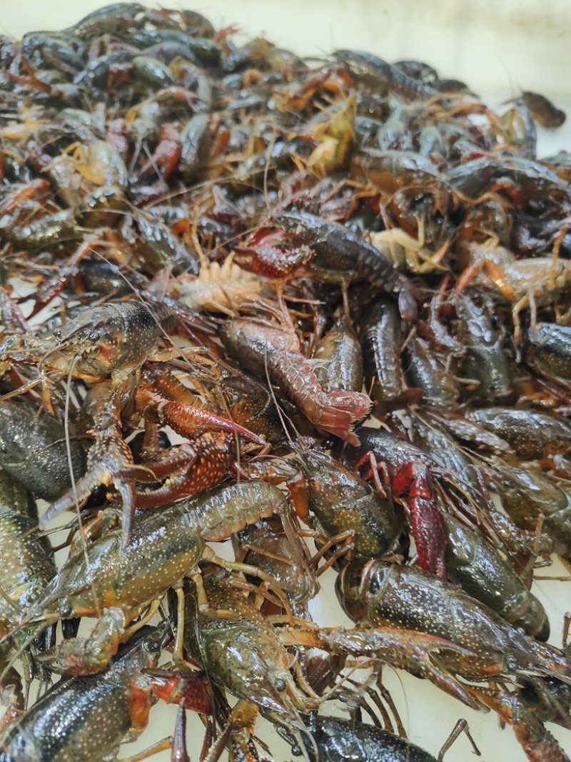 小龙虾