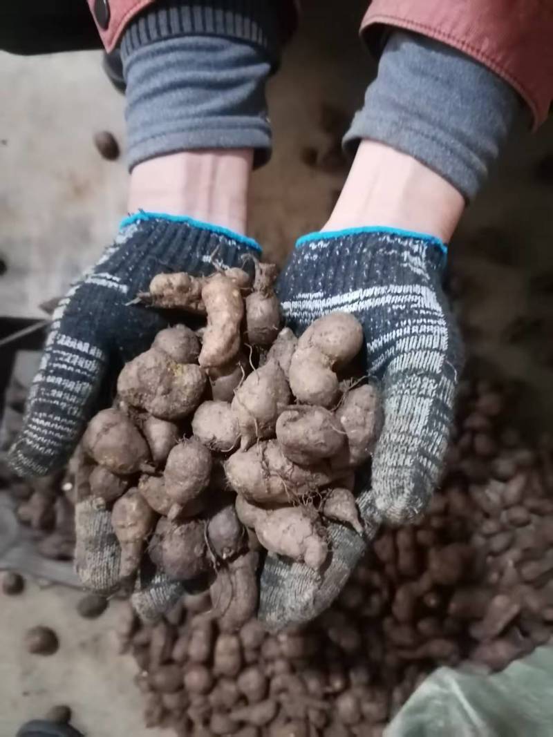 三叶青有现货的还是鲜货的
