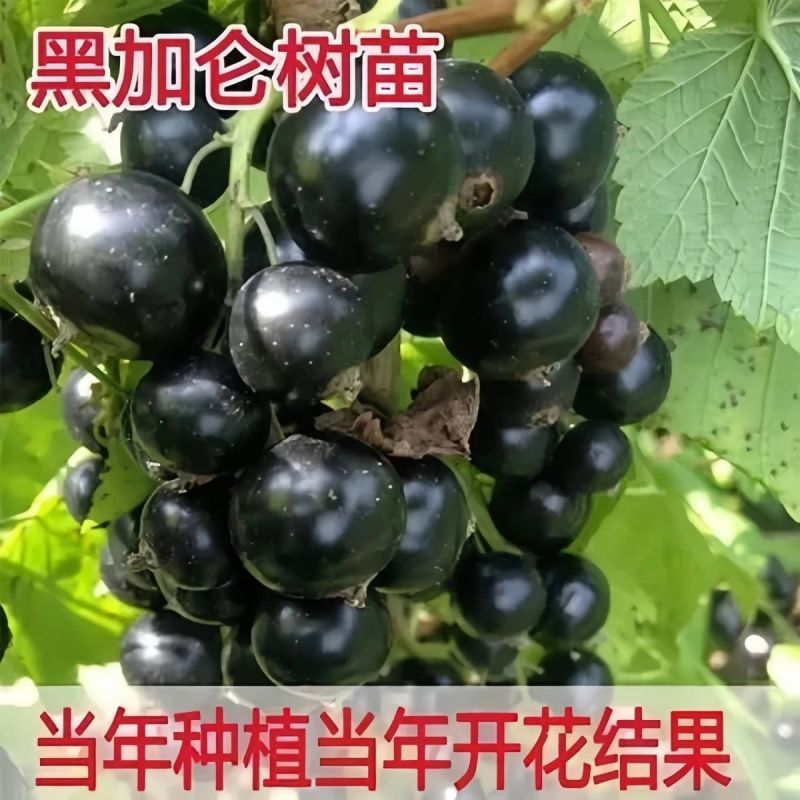 正宗黑加仑四季种植抗寒耐冻南北适宜批发基地直供