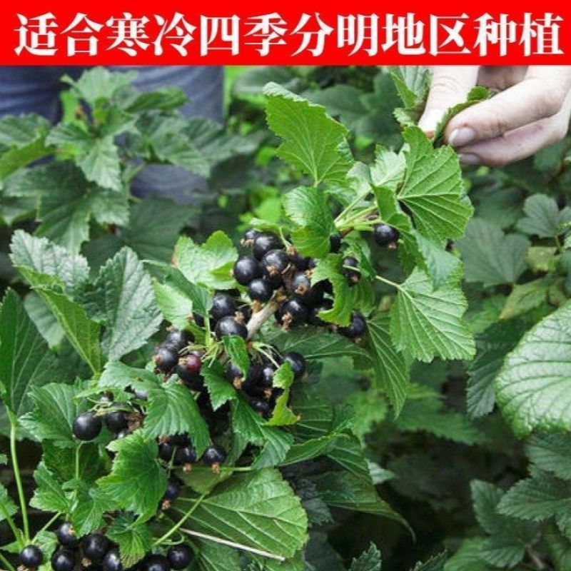 正宗黑加仑四季种植抗寒耐冻南北适宜批发基地直供