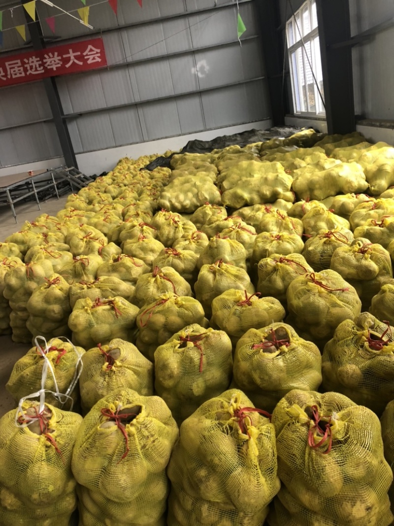 芥菜头，大头菜，盘菜，**加工厂。湖北恩施高山大量供应