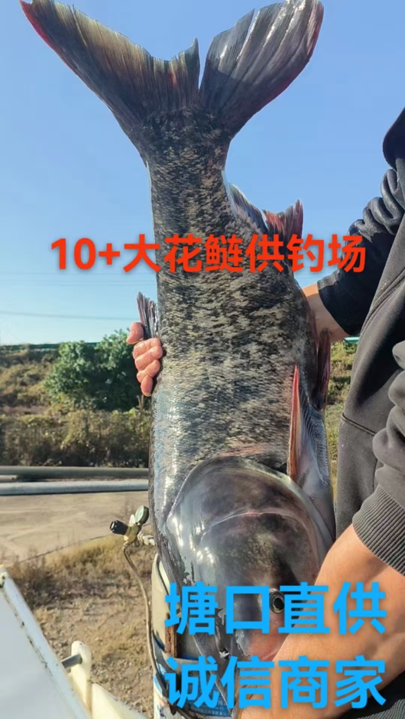 精品黑花鲢大头塘口直供钓场8-30斤大花鲢大量有货