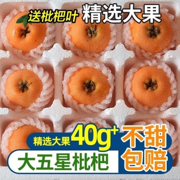 大五星枇杷鲜果
