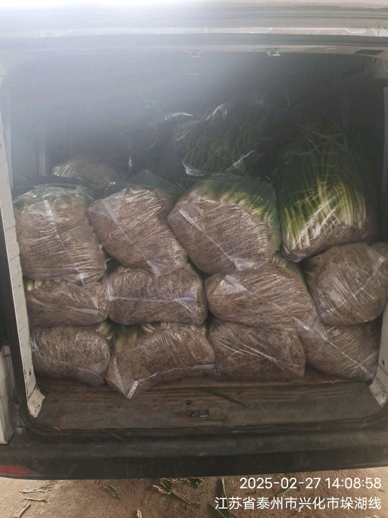 分葱兴化香葱精品加工袋装无泥
