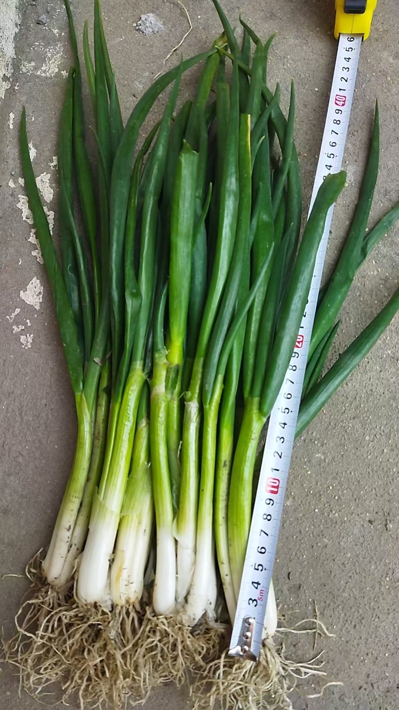 分葱兴化香葱精品加工袋装无泥