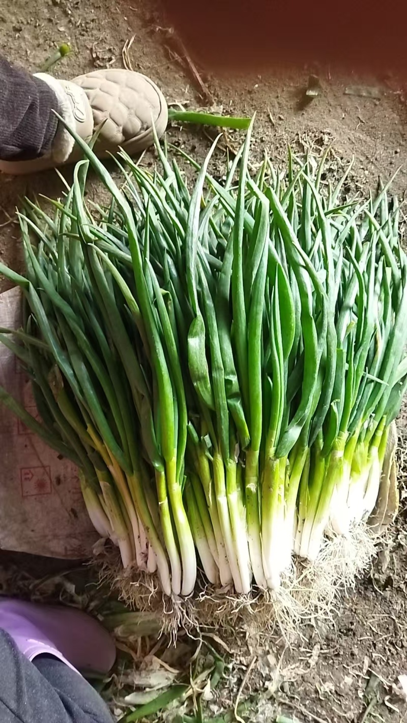 分葱兴化香葱精品加工袋装无泥
