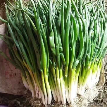 分葱兴化香葱精品加工袋装无泥