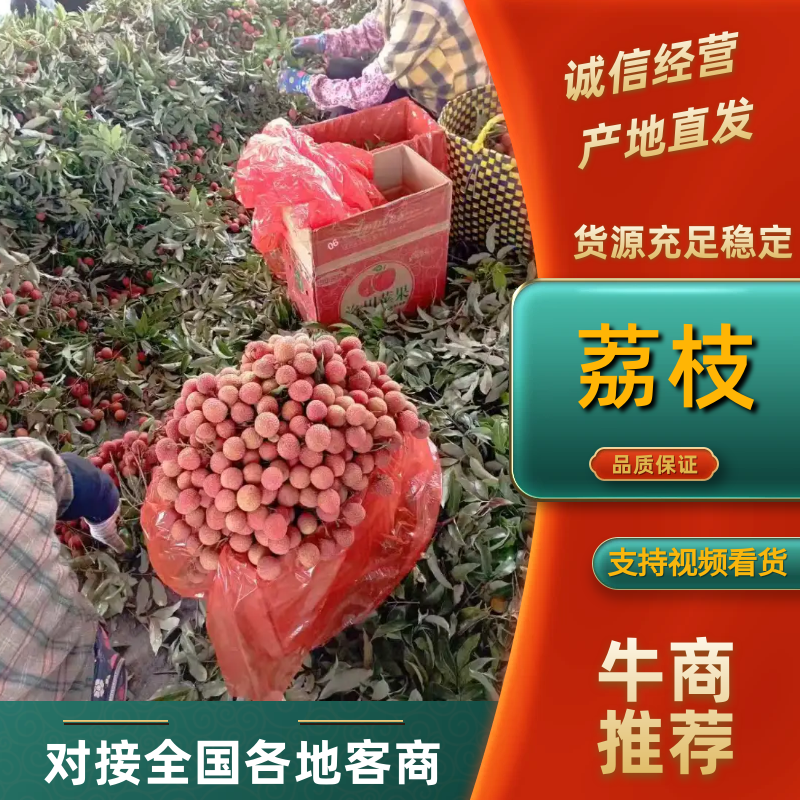 精品荔枝大量有货品质保证量大从优欢迎选购