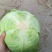 扁包菜奥奇娜甘蓝包菜蔬菜基地直供现采现卖大量促销扁包菜