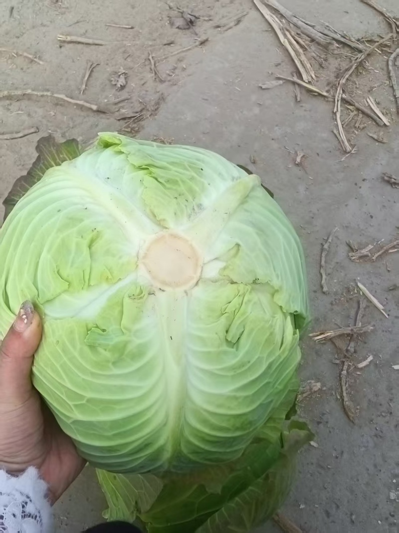 扁包菜奥奇娜甘蓝包菜蔬菜基地直供现采现卖大量促销扁包菜