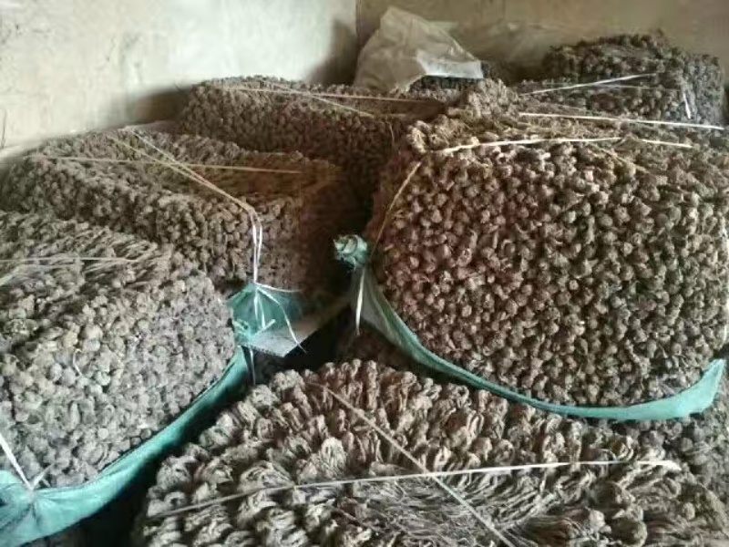 正宗岷县优质无硫当归