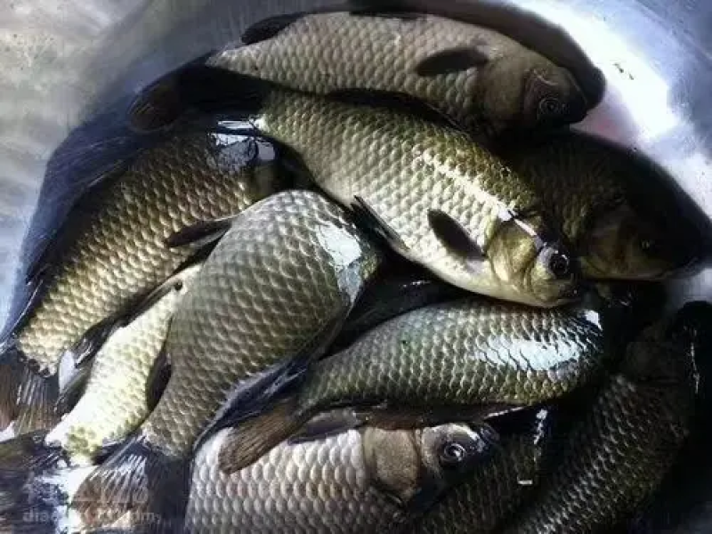 【精品鲫鱼】供钓场垂钓鲫鱼原塘口鲫鱼皮毛光亮