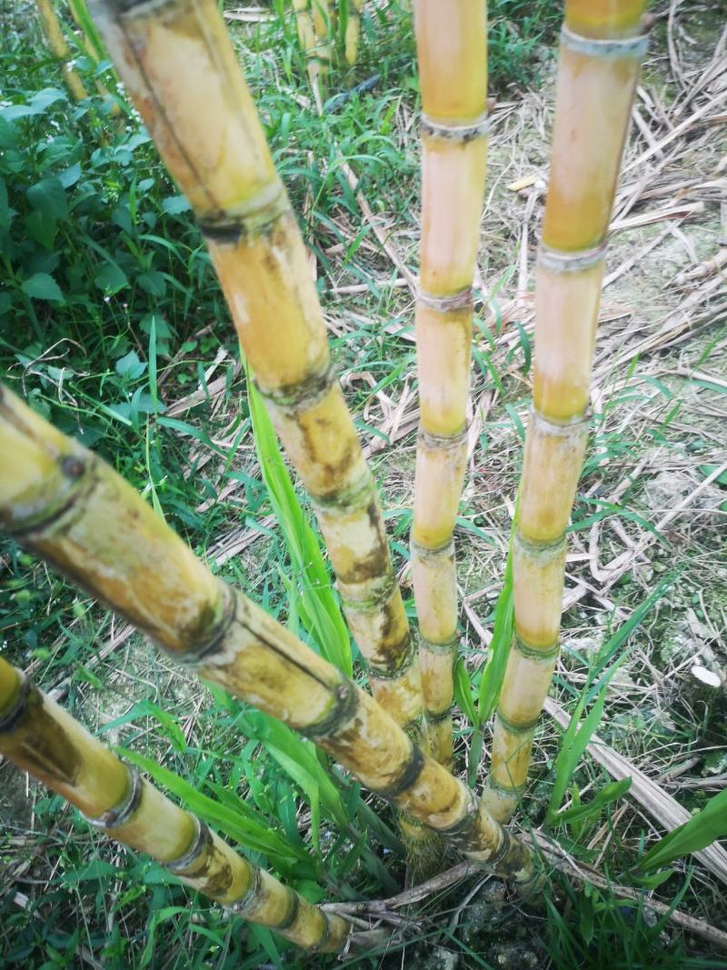 水果甘蔗黄金水果甘蔗薄皮甘蔗榨汁甘蔗批发