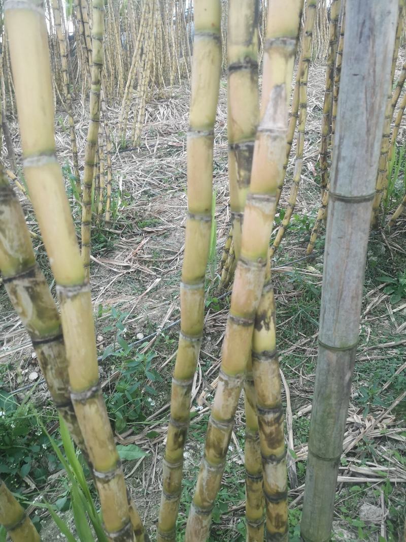 水果甘蔗黄金水果甘蔗薄皮甘蔗榨汁甘蔗批发