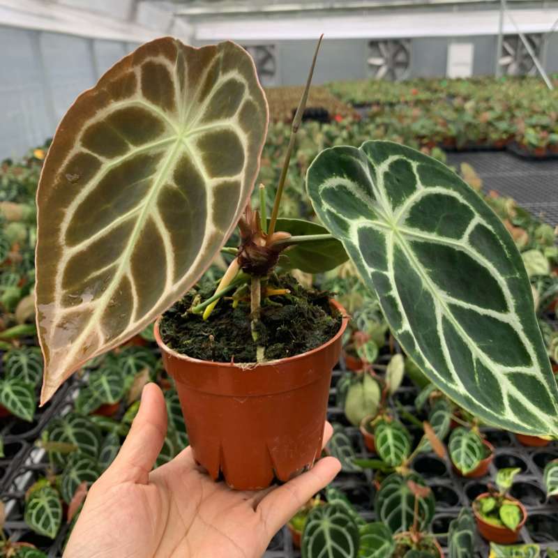 水晶花烛铜锣烧自培品种，基地直供！