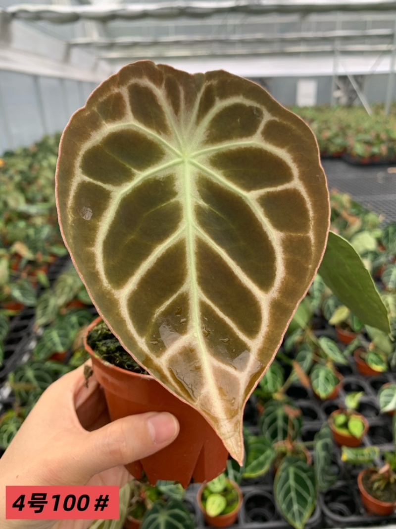 水晶花烛铜锣烧自培品种，基地直供！