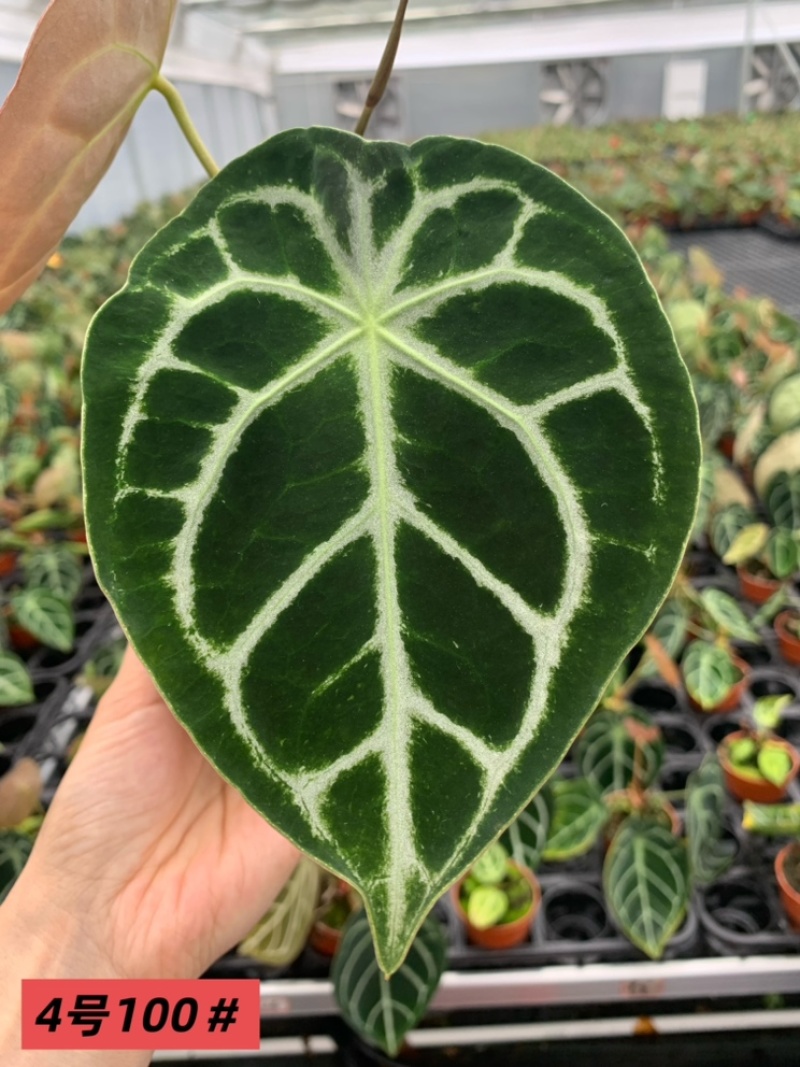 水晶花烛铜锣烧自培品种，基地直供！