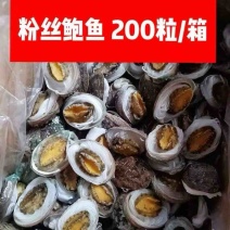 粉丝鲍鱼免处理鲍鱼肉烧烤食材海鲜自助火锅食材