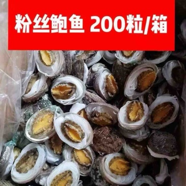 粉丝鲍鱼免处理鲍鱼肉烧烤食材海鲜自助火锅食材