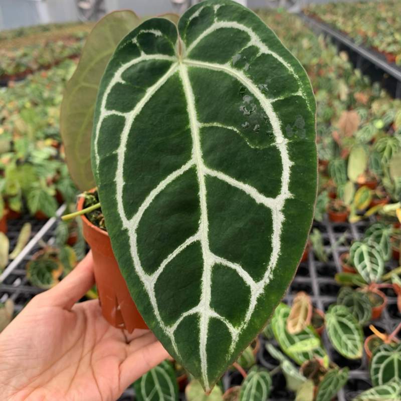 水晶花烛黑丝杂绒观赏绿植基地直发
