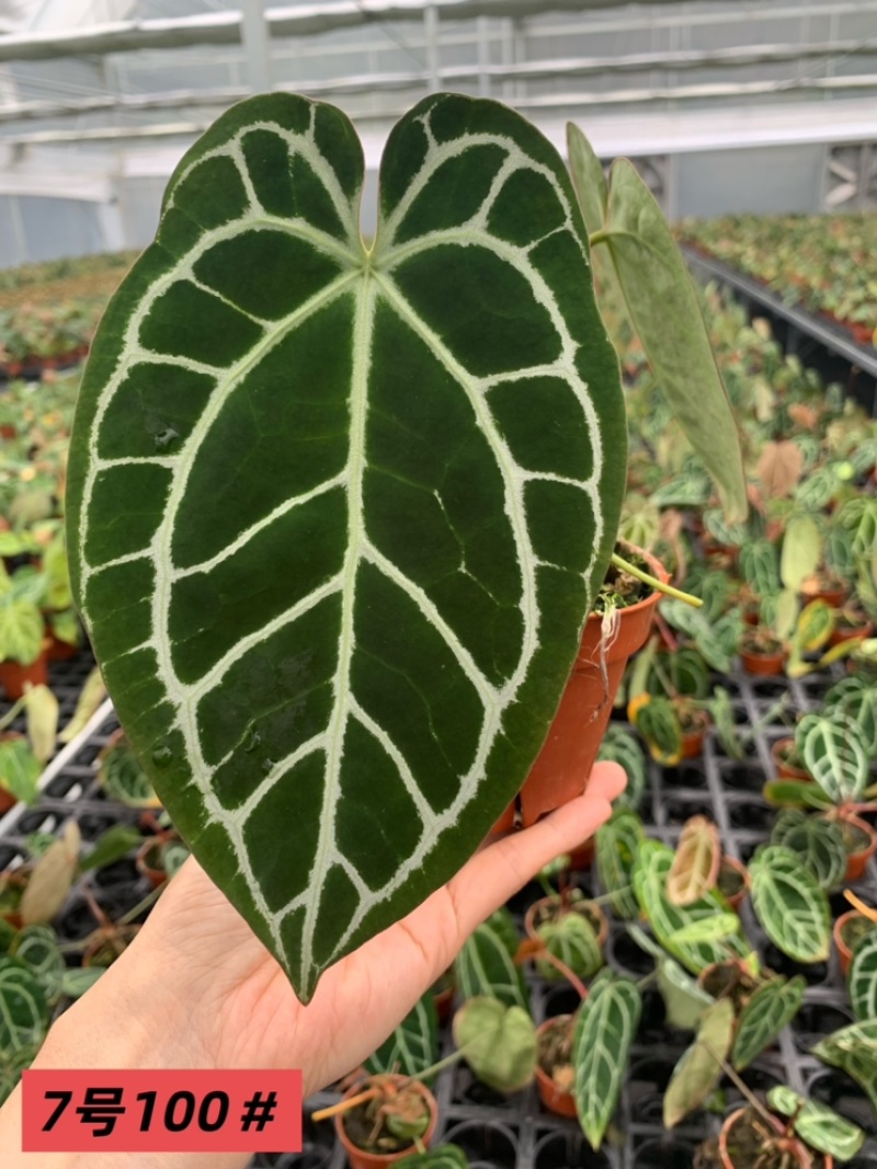 水晶花烛黑丝杂绒观赏绿植基地直发