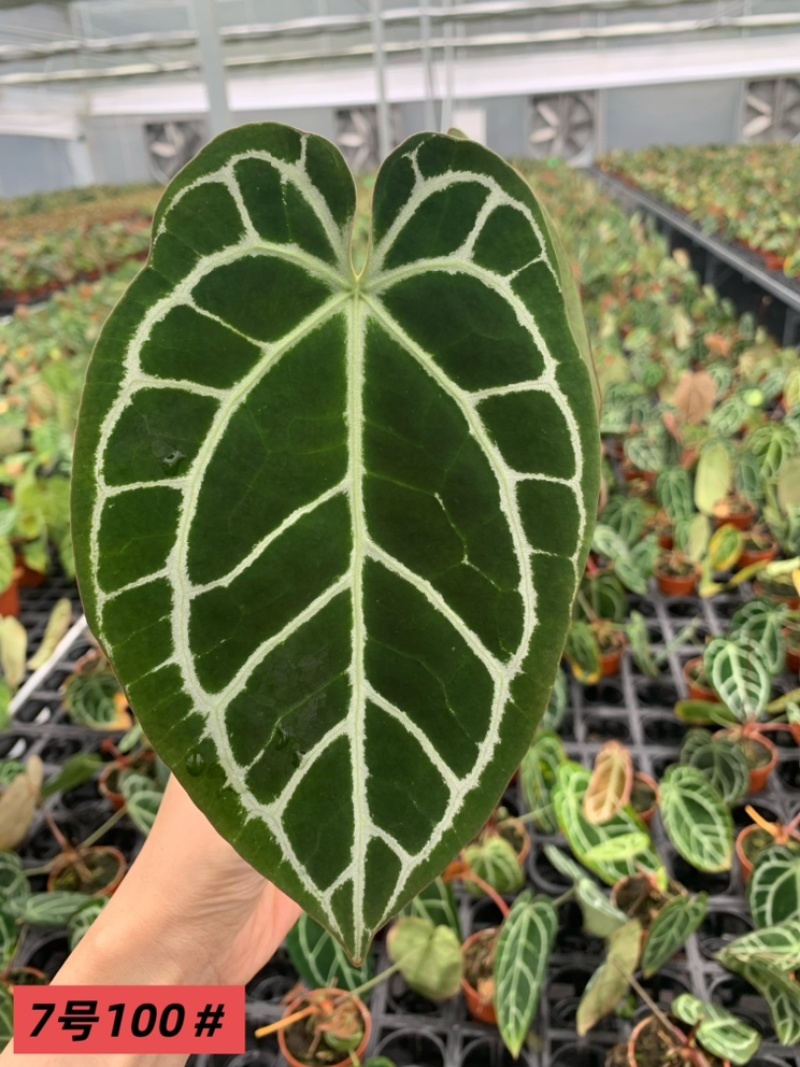 水晶花烛黑丝杂绒观赏绿植基地直发