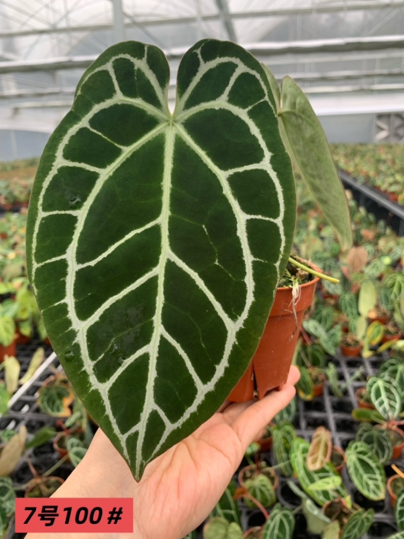 水晶花烛黑丝杂绒观赏绿植基地直发