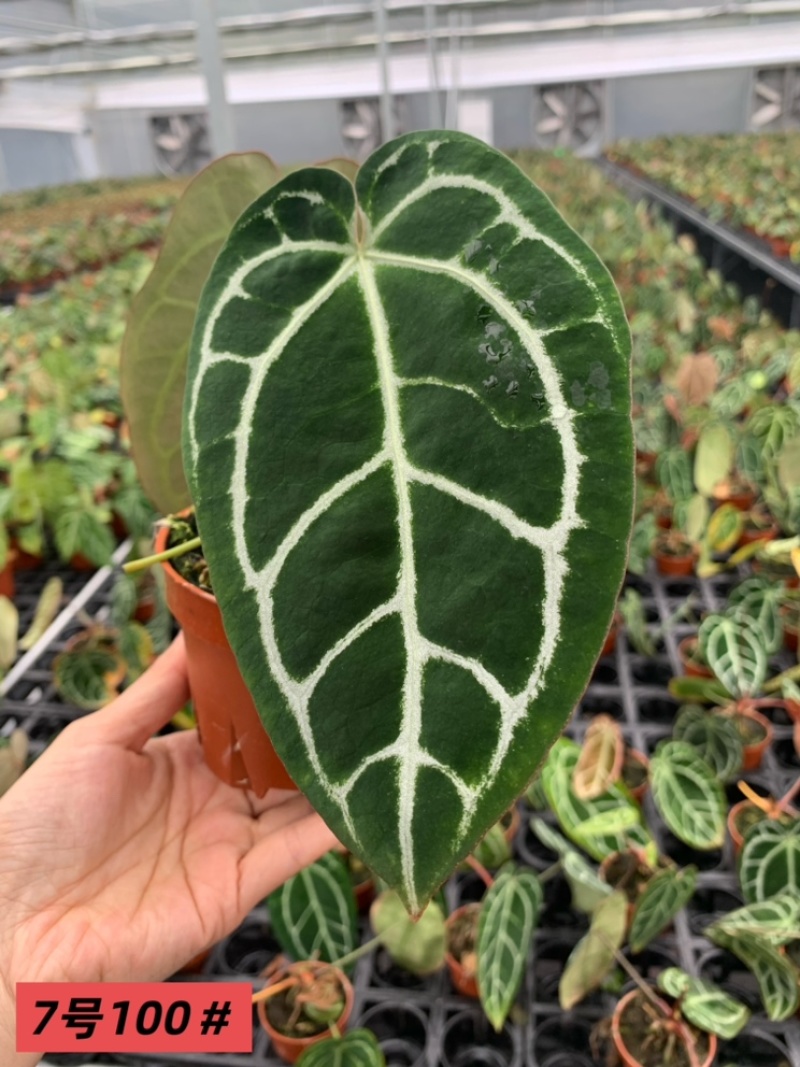 水晶花烛黑丝杂绒观赏绿植基地直发