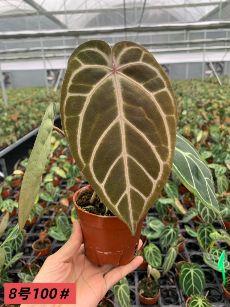 水晶花烛铜锣烧杂黑丝绒自培品种，基地直供！