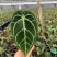 水晶花烛铜锣烧杂黑丝绒自培品种，基地直供！