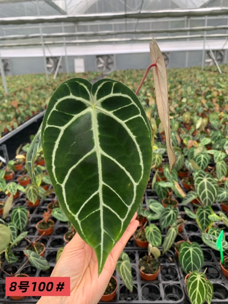水晶花烛铜锣烧杂黑丝绒自培品种，基地直供！