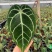 水晶花烛铜锣烧杂黑丝绒自培品种，基地直供！