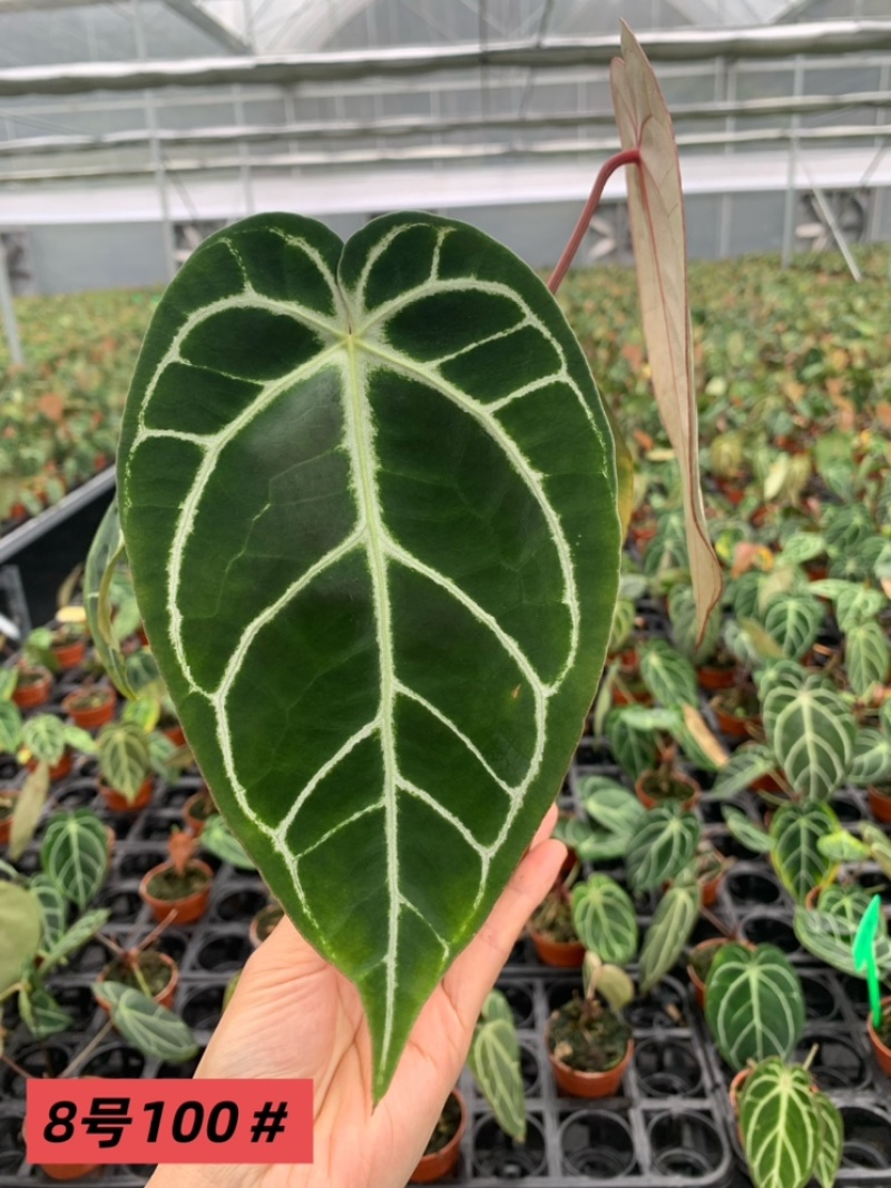 水晶花烛铜锣烧杂黑丝绒自培品种，基地直供！
