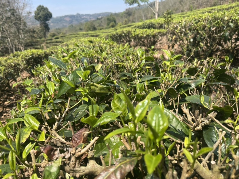 云南省普洱西盟县茶农自产自销手工制作