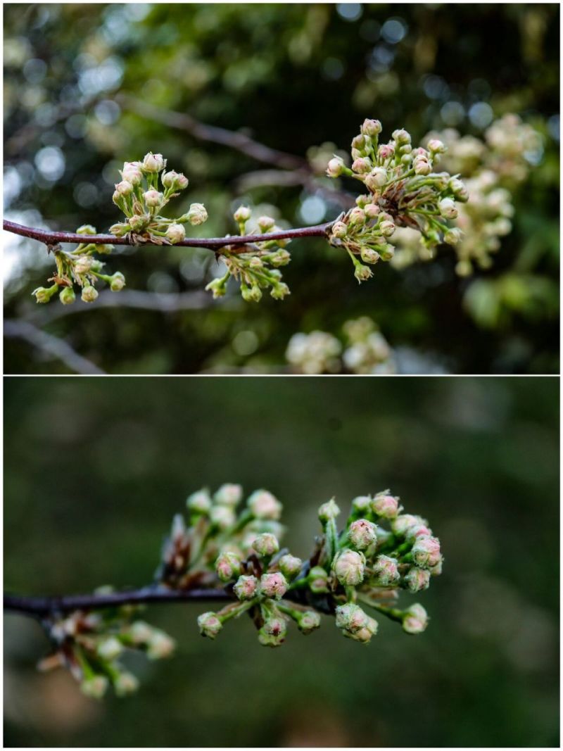 云南野生棠梨花水煮棠梨花