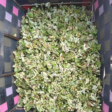 云南野生棠梨花水煮棠梨花